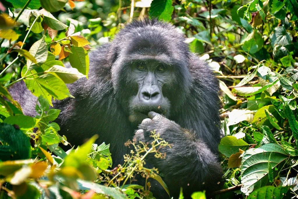Mountain gorilla trekking in Bwindi Uganda