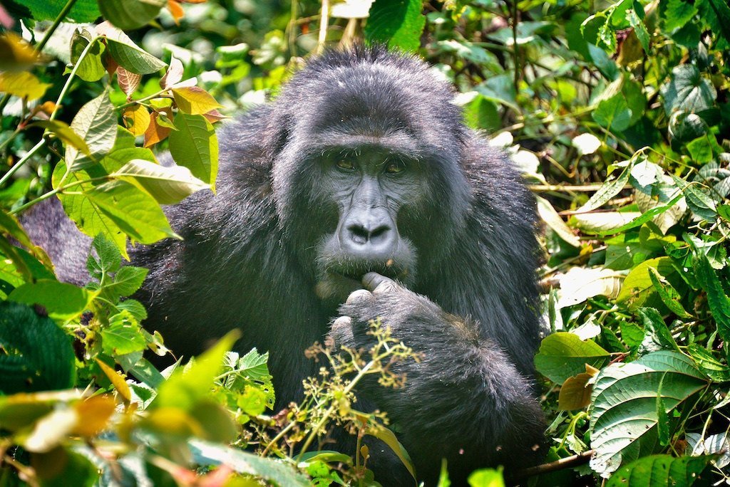 10 Days Uganda Rwanda Gorilla Trekking Maasai Mara and Serengeti Safari