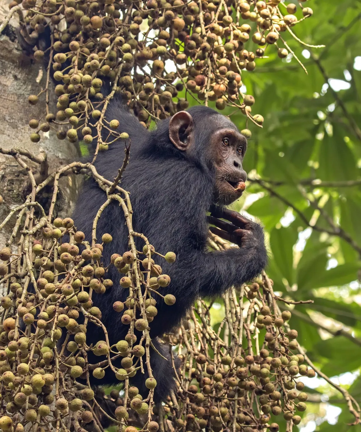 Chimpanzee Kibale National Park Uganda