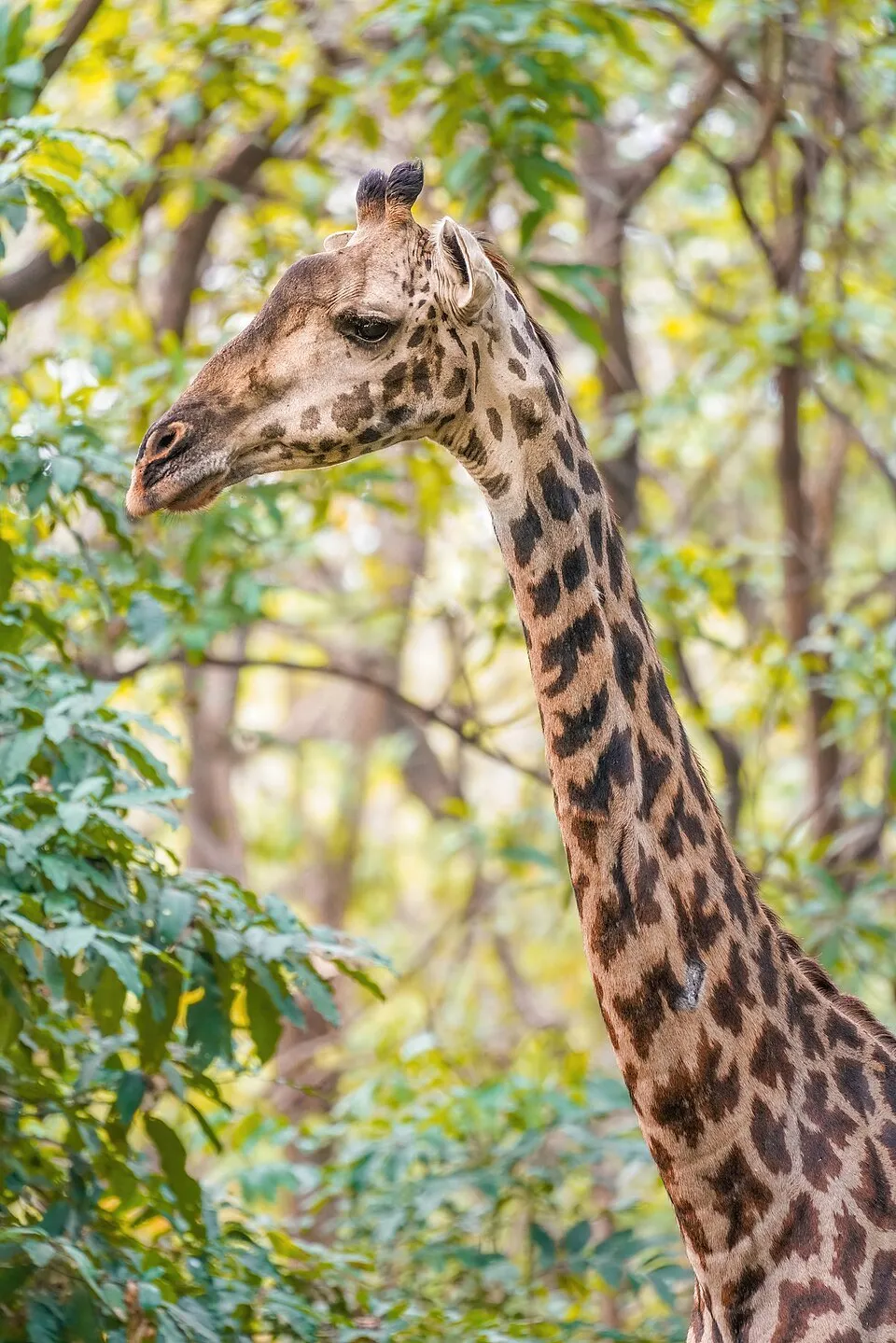 Giraffe in Lake Manyara National Park Tanzania