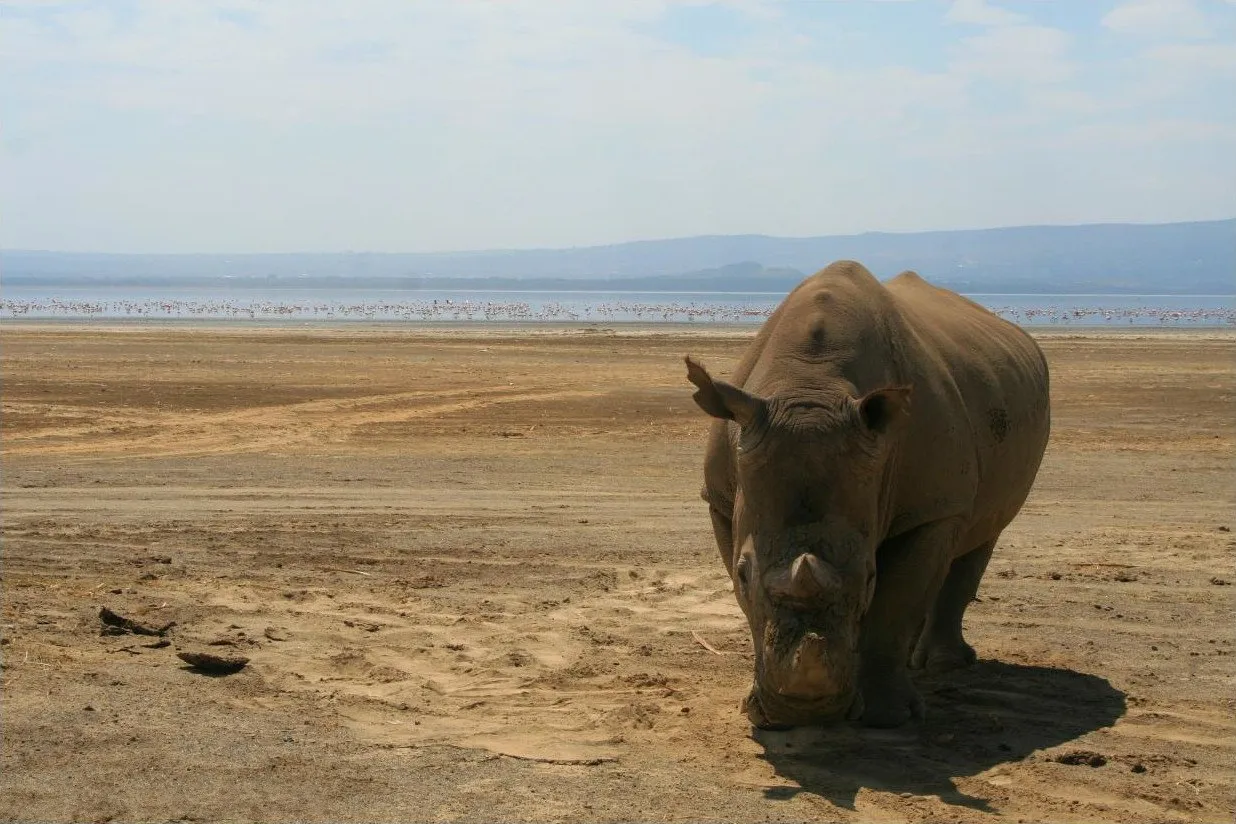 Rhino Lake Nakuru National Park Kenya