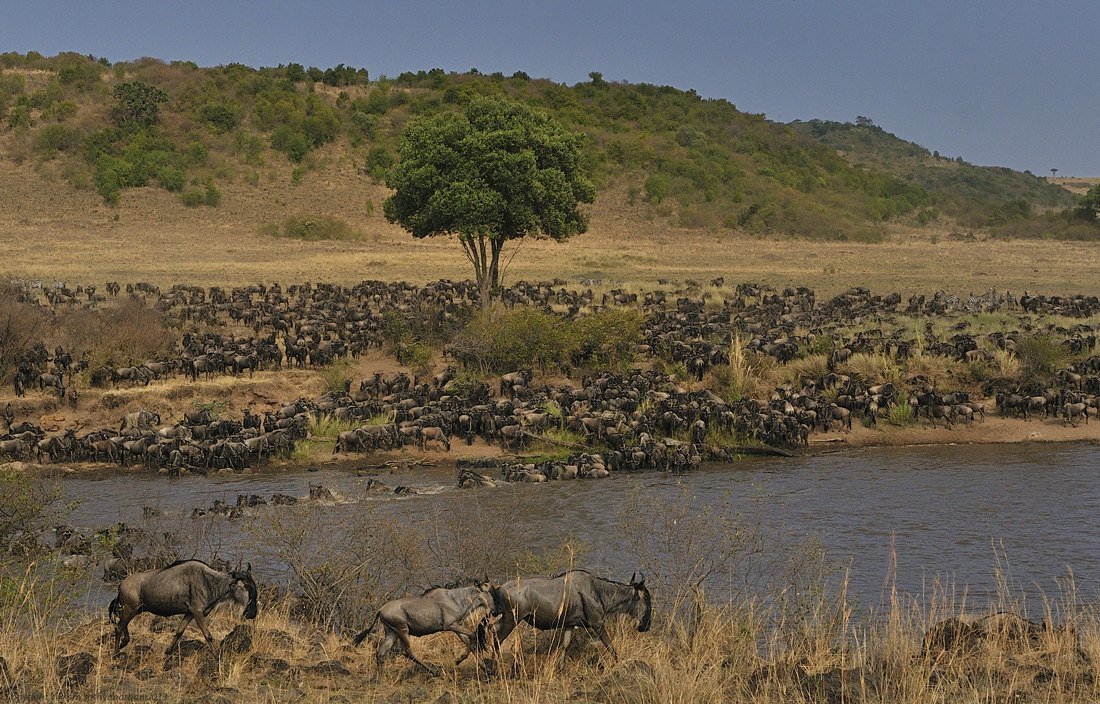 15 Days Uganda Rwanda Gorillas and Wildebeest Migration in Kenya