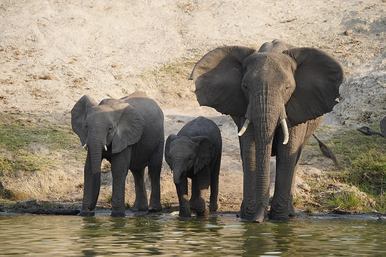 Elephants Queen Elizabeth National Park Uganda