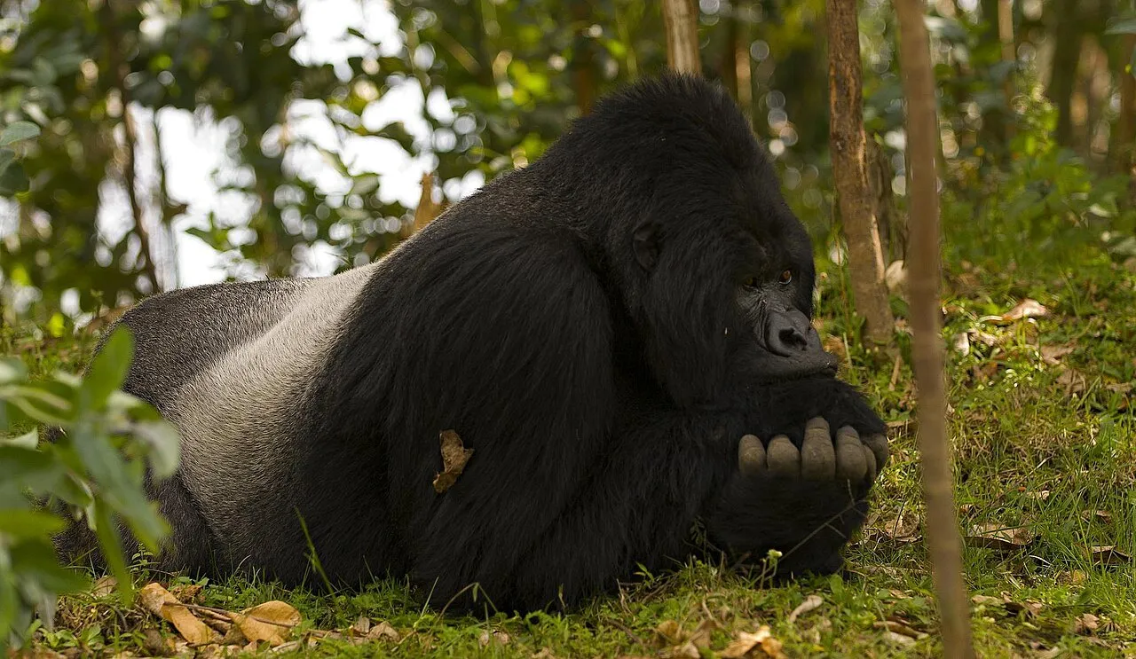 Mountain gorilla trekking in Volcanoes National Park Rwanda