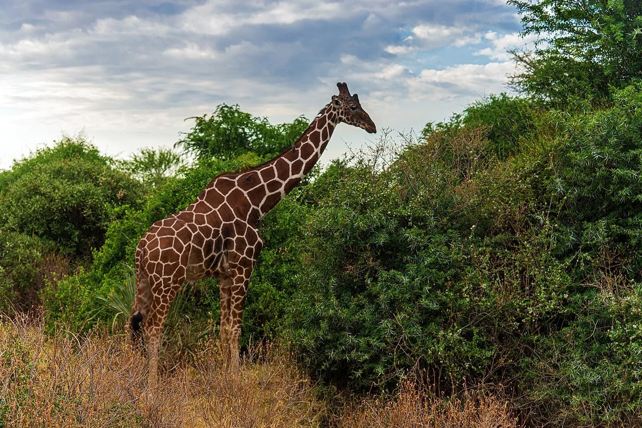 Reticulated giraffe in Samburu National Reserve Kenya