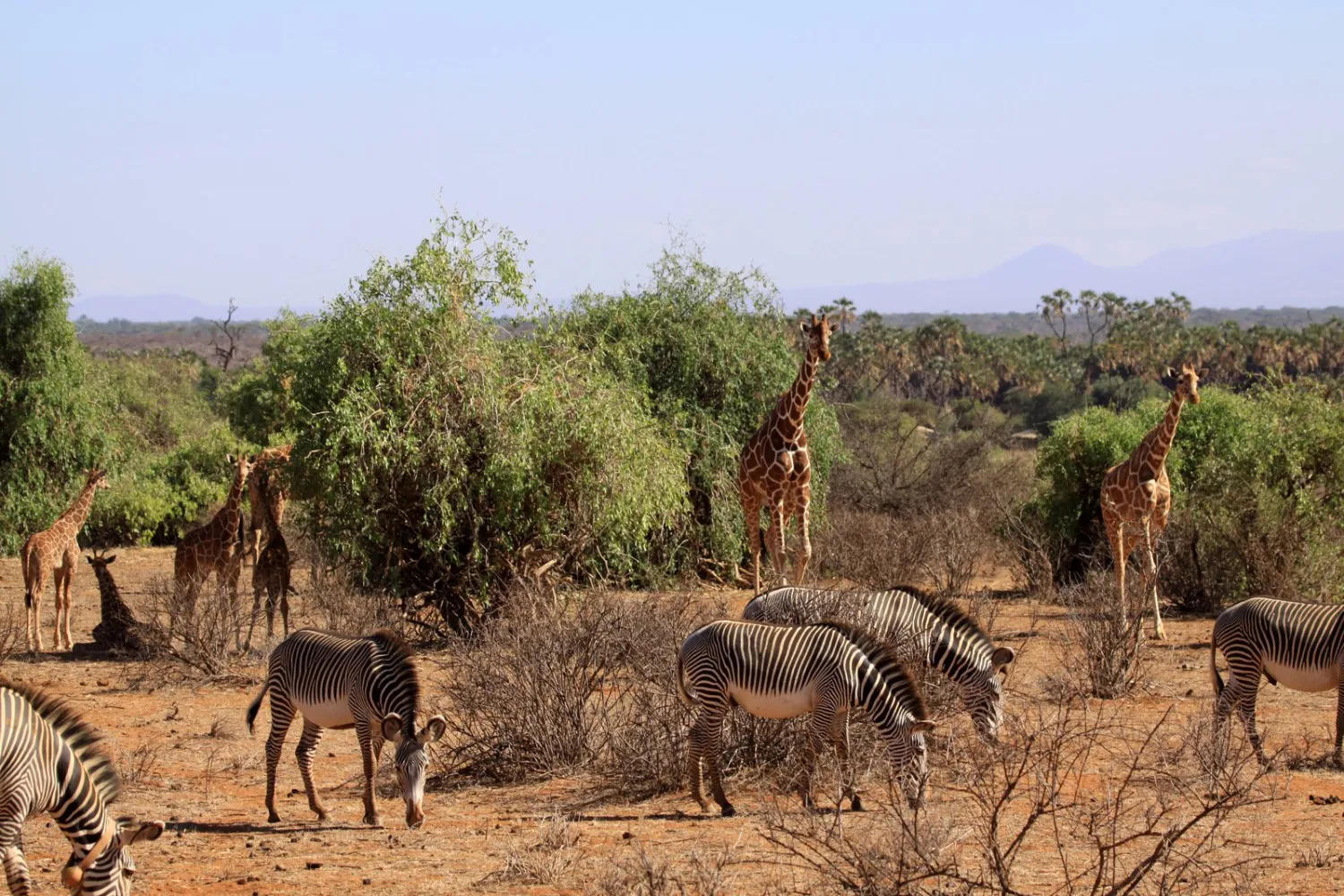 Samburu wildlife including Grevy's zebras and reticulated giraffes