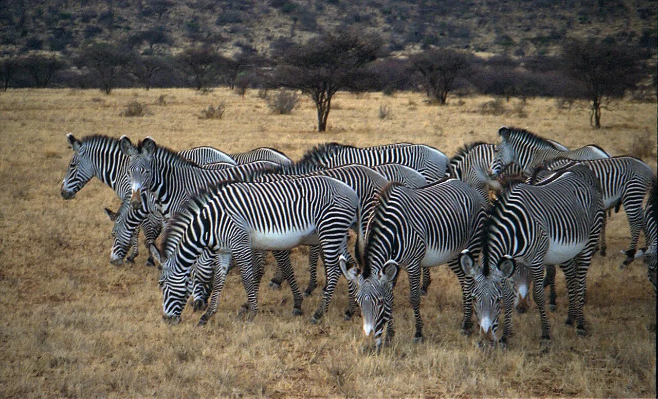 Grevy's zebras in Samburu National Reserve Kenya