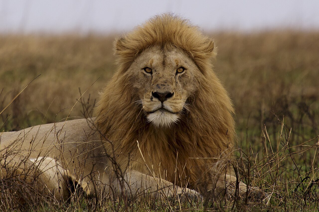 10 Days Best of Tanzania Safari