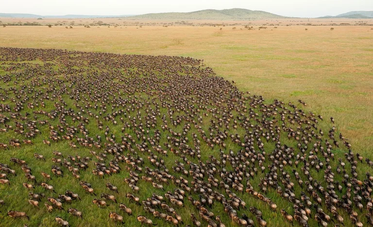 Wildebeest migration in Serengeti National Park Tanzania