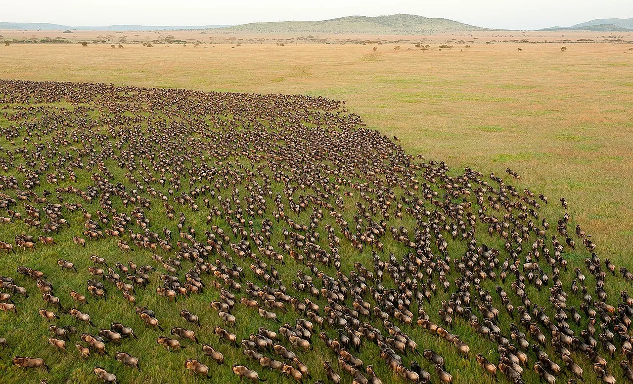 Wildebeest migration in Serengeti National Park Tanzania