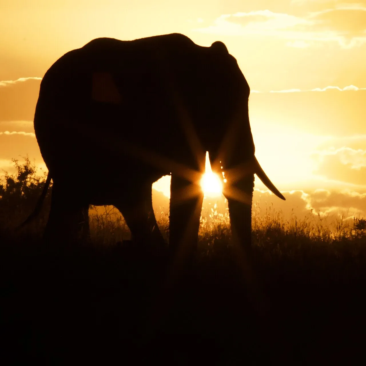 Elephant in Tarangire National Park Tanzania