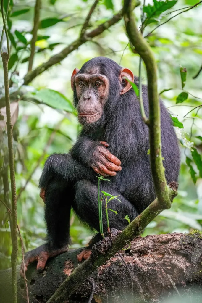 Chimpanzee in Kibale Forest National Park Uganda