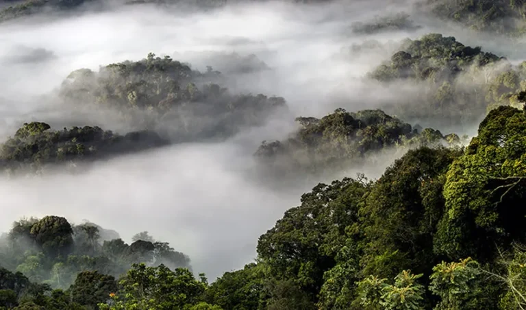 Mist drifting over the dense rainforest canopy of Nyungwe National Park in Rwanda, illustrating cool and humid forest conditions