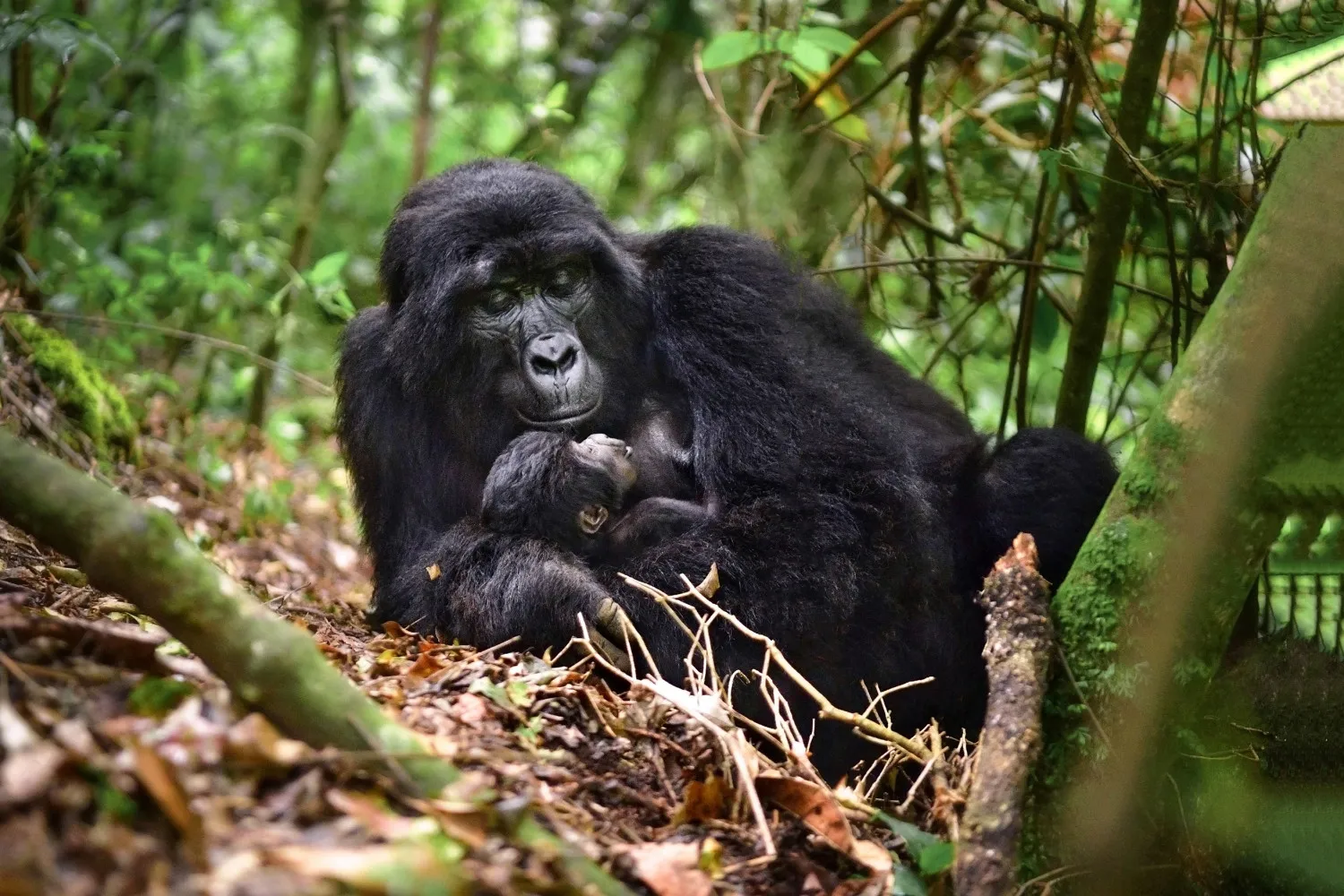 Bwindi Impenetrable Forest landscape Uganda