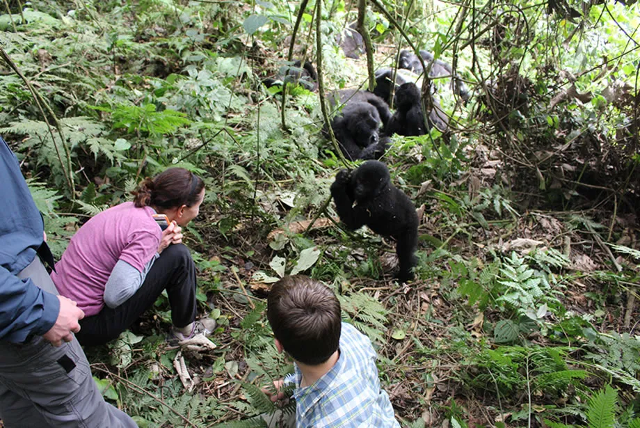 Travelers observing mountain gorillas at close range in dense forest during a gorilla trekking experience in Bwindi Impenetrable National Park, Uganda