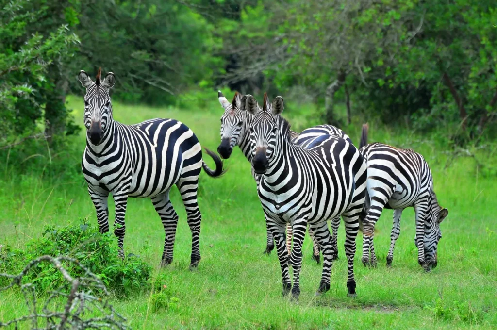 Zebras standing and grazing in green woodland during a wildlife experience in Lake Mburo National Park, Uganda