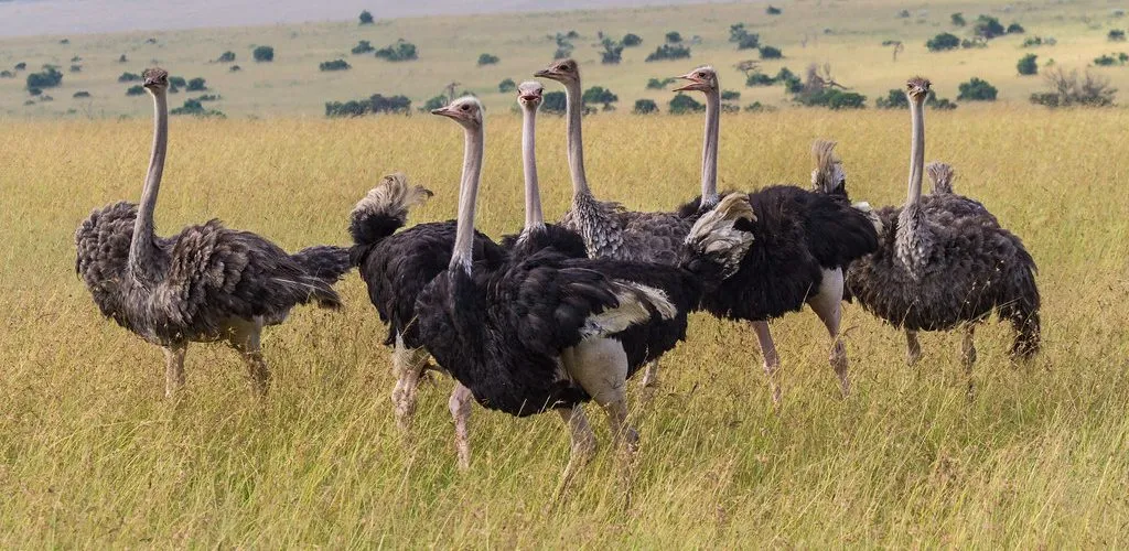 Group of ostriches standing in open savannah grassland during a wildlife viewing experience in Pian Upe Wildlife Reserve, Uganda