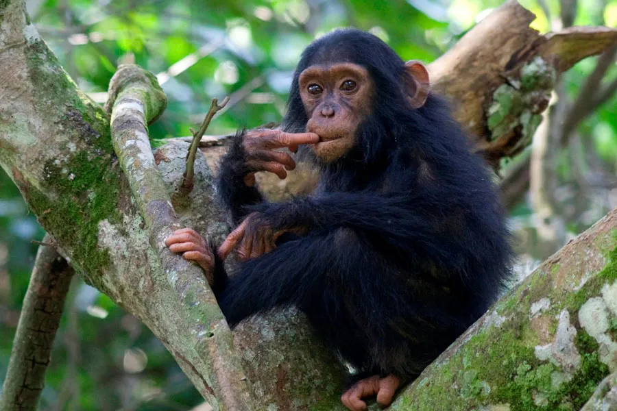 Young chimpanzee sitting in a tree in lush tropical forest during a Uganda primate safari from Malaysia