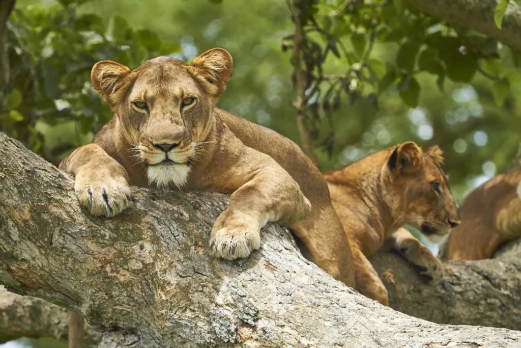 Tree-climbing lions resting on branches during a wildlife viewing experience in Queen Elizabeth National Park, Uganda