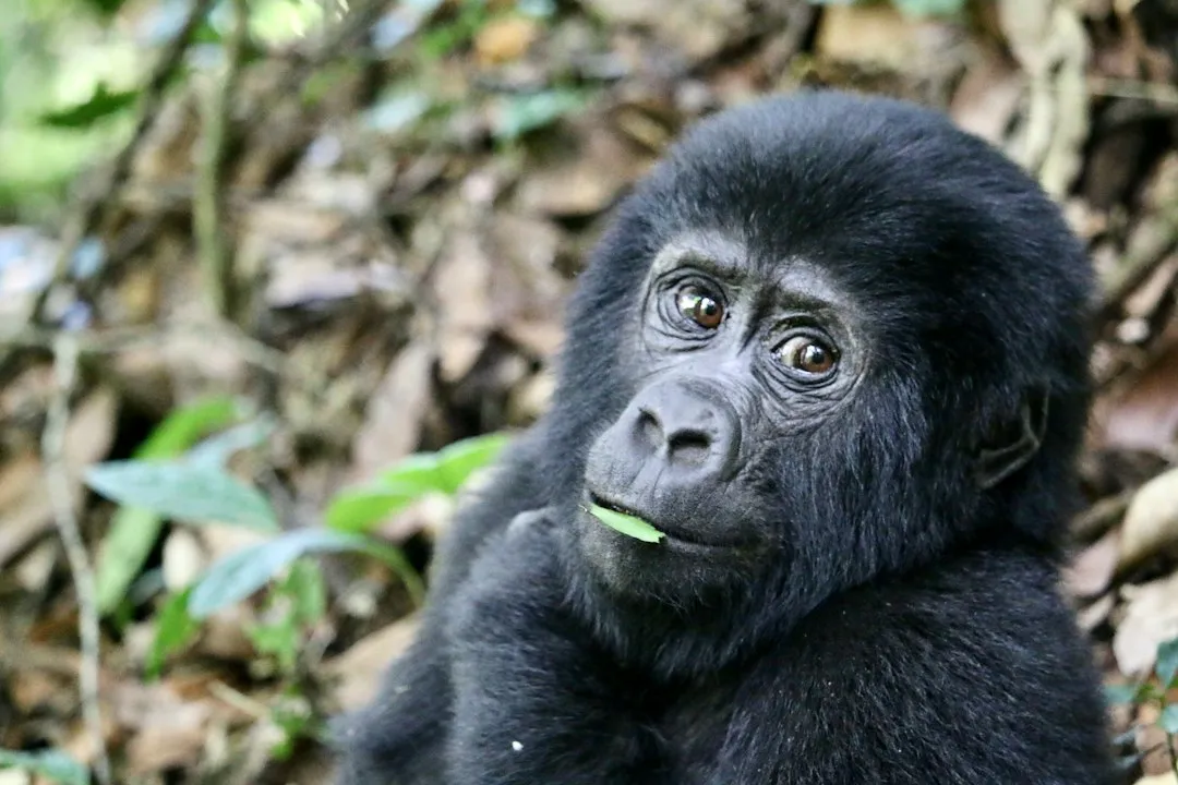 Mountain gorilla in forest habitat