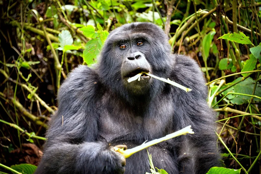 Mountain gorilla in Bwindi Impenetrable National Park on a Tavira Africa Safaris Uganda journey
