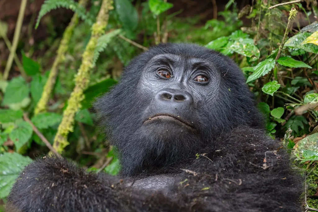 Mountain gorilla photography guide Uganda and Rwanda