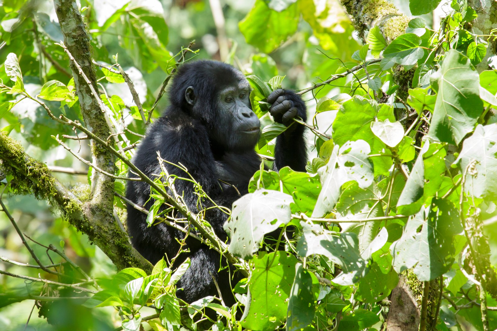 Mountain gorilla encounter Africa