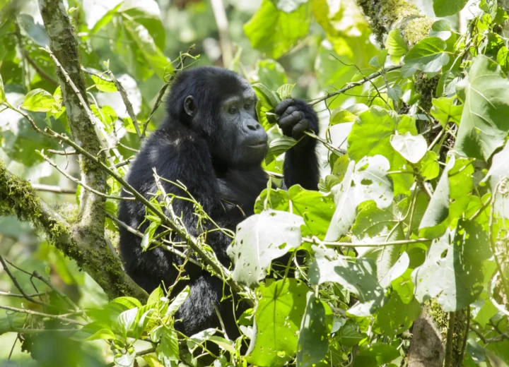 Uganda Gorilla Safari Guide 2027: Costs, Permits & Planning Tips