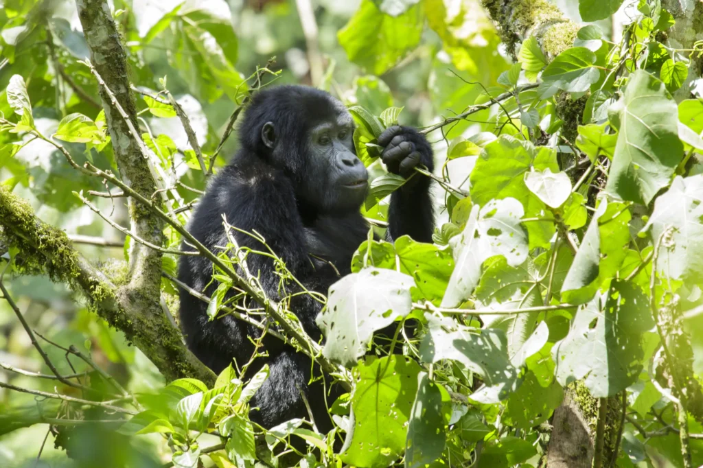 Uganda gorilla safari experience in Bwindi forest